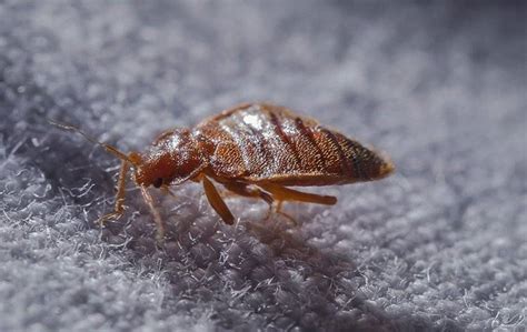 bed bugs to the naked eye|Bed Bug Myths 